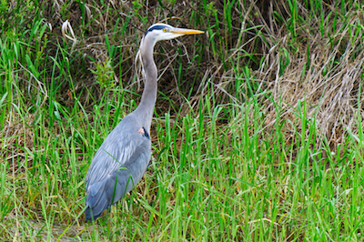 Heron Grass